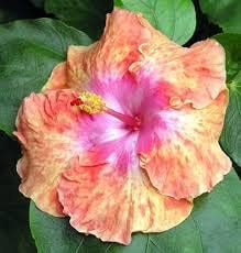 Flower Seeds, Seeds,Seeds For Planting,Plant Seeds