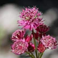 Flower Seeds, Seeds,Seeds For Planting,Plant Seeds