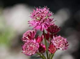 Flower Seeds, Seeds,Seeds For Planting,Plant Seeds