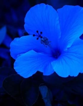 Flower Seeds, Seeds,Seeds For Planting,Plant Seeds