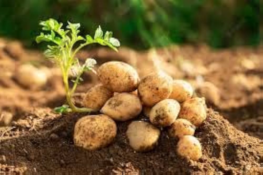 Brown Potato Seeds for Planting – Heirloom Non-GMO Nutritious Root Vegetable Seeds with High Germination for Organic Gardens