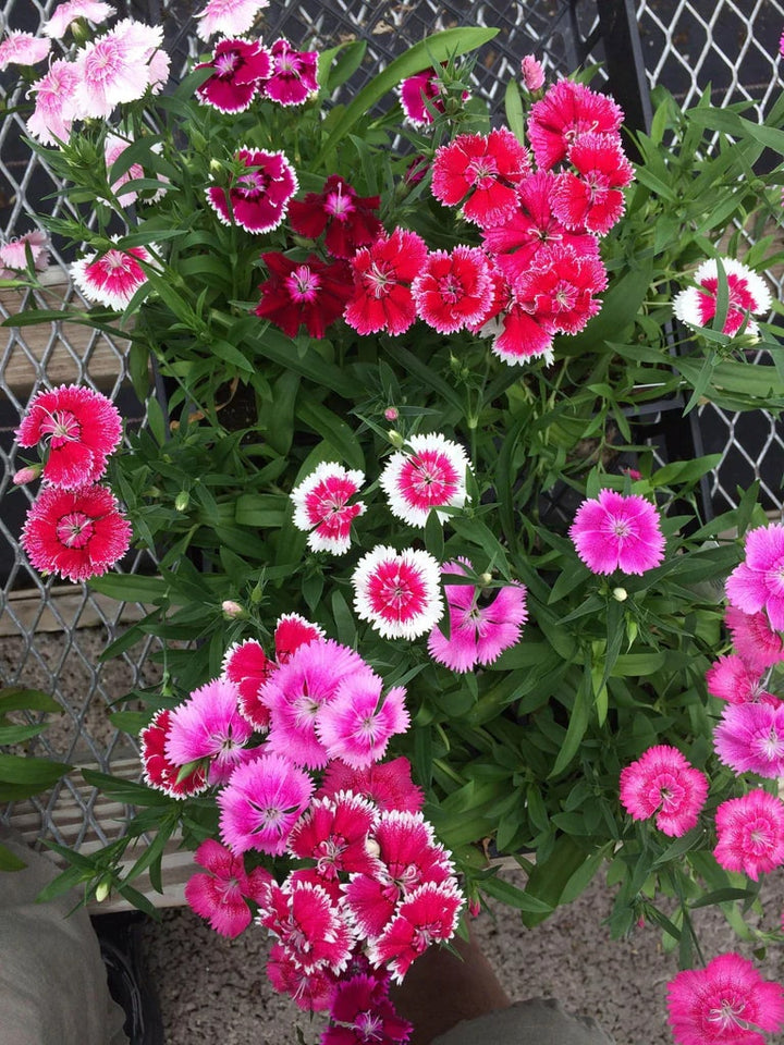 Mixed Dianthus Telstar Flower seeds for Planting - Colorful Display, Heirloom &amp; GMO Free Seeds for Home Garden, 100pcs
