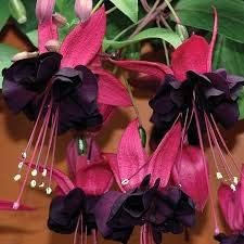 Flower Seeds, Seeds,Seeds For Planting,Plant Seeds