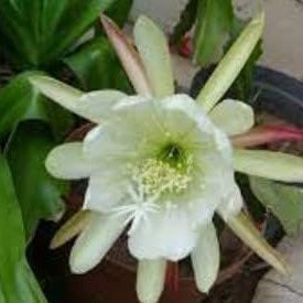 Flower Seeds, Seeds,Seeds For Planting,Plant Seeds
