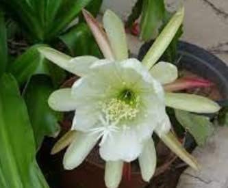 Flower Seeds, Seeds,Seeds For Planting,Plant Seeds