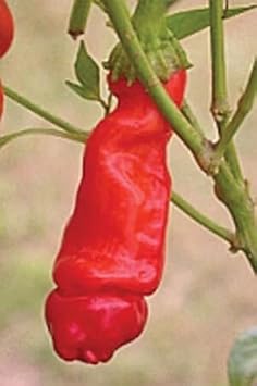 Vegetable Seeds,Garden seeds, Seeds For Planting,Plant Seeds