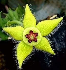 Stapelia Pulchella Succulent Flower Seeds for Planting – Heirloom, Non-GMO, High Germination, Organic Garden Seeds