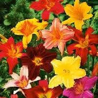 Flower Seeds, Seeds,Seeds For Planting,Plant Seeds