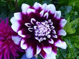 Flower Seeds, Seeds,Seeds For Planting,Plant Seeds