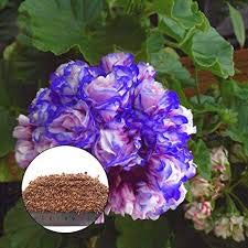 Blue Light Pink Geranium Pelargonium Flower Seeds for Planting – Heirloom Non-GMO High Germination