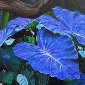 Flower Seeds, Seeds,Seeds For Planting,Plant Seeds