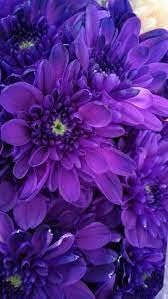 Flower Seeds, Seeds,Seeds For Planting,Plant Seeds