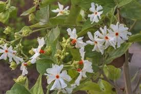 Flower Seeds, Seeds,Seeds For Planting,Plant Seeds