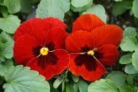 Flower Seeds, Seeds,Seeds For Planting,Plant Seeds