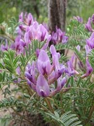 Flower Seeds, Seeds,Seeds For Planting,Plant Seeds