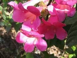 Flower Seeds, Seeds,Seeds For Planting,Plant Seeds