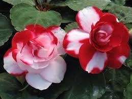 Camellia Impatiens Flower Seeds for Planting – Non-GMO Shade-Loving Blooms for Containers and Borders