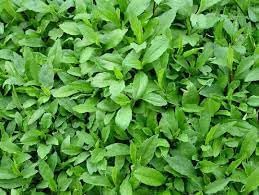 Vegetable Seeds,Garden seeds, Seeds For Planting,Plant Seeds