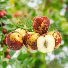 Fruit Seeds,Garden seeds, Seeds For Planting,Plant Seeds
