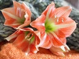 Flower Seeds, Seeds,Seeds For Planting,Plant Seeds