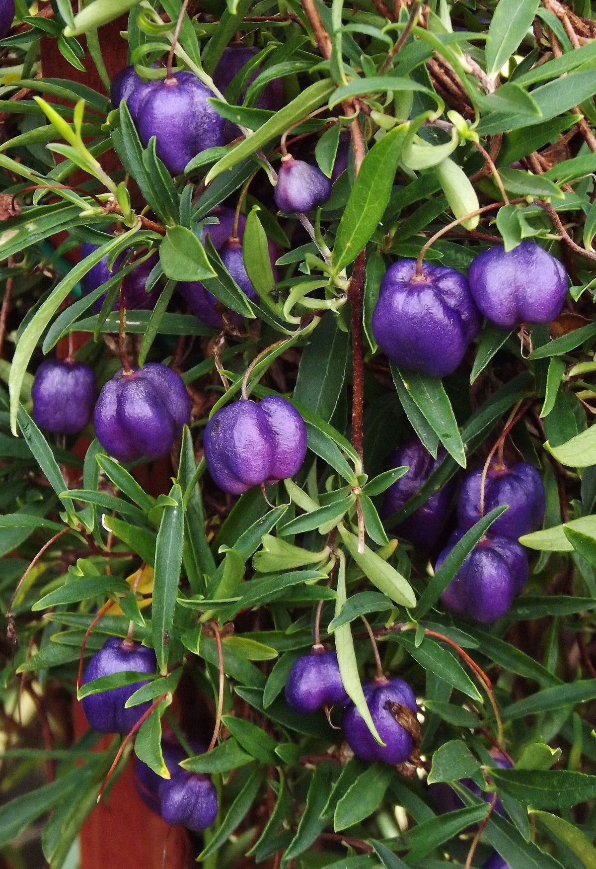 Purple Apple Berry fruit tree seeds for planting - Heirloom & Non-GMO Garden seeds