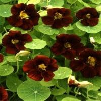 Flower Seeds, Seeds,Seeds For Planting,Plant Seeds