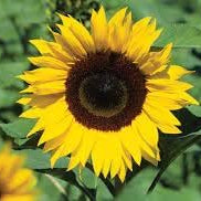 Flower Seeds, Seeds,Seeds For Planting,Plant Seeds