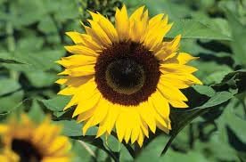 Flower Seeds, Seeds,Seeds For Planting,Plant Seeds