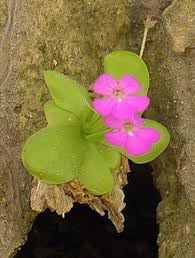 Flower Seeds, Seeds,Seeds For Planting,Plant Seeds