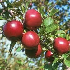 Fruit Seeds,Garden seeds, Seeds For Planting,Plant Seeds