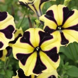 Flower Seeds, Seeds,Seeds For Planting,Plant Seeds