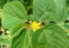 Flower Seeds, Seeds,Seeds For Planting,Plant Seeds