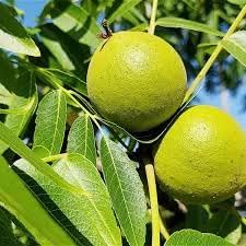 Fruit Seeds,Garden seeds, Seeds For Planting,Plant Seeds