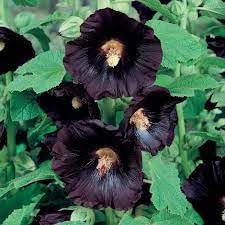 Flower Seeds, Seeds,Seeds For Planting,Plant Seeds