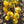 Vegetable Seeds,Garden seeds, Seeds For Planting,Plant Seeds