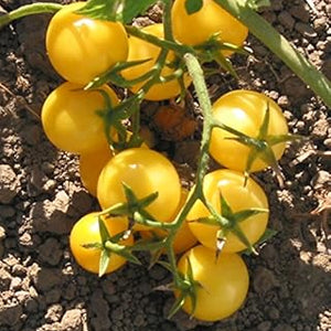 Vegetable Seeds,Garden seeds, Seeds For Planting,Plant Seeds
