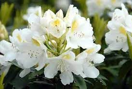Flower Seeds, Seeds,Seeds For Planting,Plant Seeds