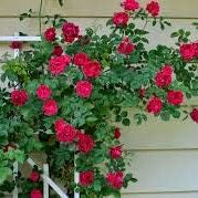 Flower Seeds, Seeds,Seeds For Planting,Plant Seeds