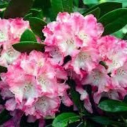 Flower Seeds, Seeds,Seeds For Planting,Plant Seeds