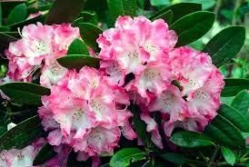 Flower Seeds, Seeds,Seeds For Planting,Plant Seeds