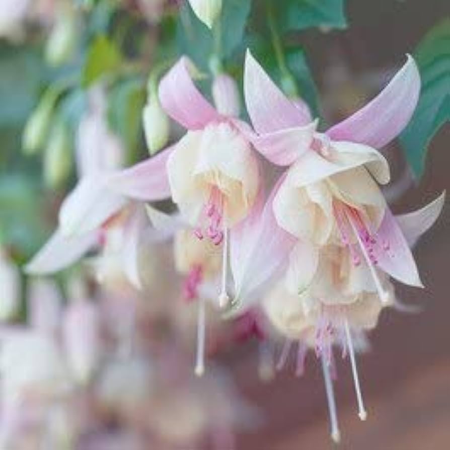 Flower Seeds, Seeds,Seeds For Planting,Plant Seeds