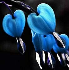 Flower Seeds, Seeds,Seeds For Planting,Plant Seeds