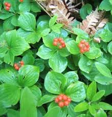 Fruit Seeds,Garden seeds, Seeds For Planting,Plant Seeds