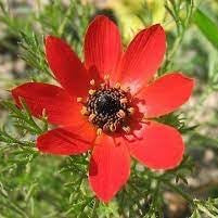 Flower Seeds, Seeds,Seeds For Planting,Plant Seeds