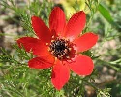 Flower Seeds, Seeds,Seeds For Planting,Plant Seeds