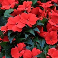 Walleriana Flower Seeds for Planting | Heirloom, Non-GMO, High Germination Organic Garden Seeds for Colorful Blooms