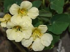 Flower Seeds, Seeds,Seeds For Planting,Plant Seeds