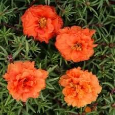 Portulaca Moss Flower Seeds for Planting – Heirloom, Non-GMO, High Germination Organic Garden Seeds