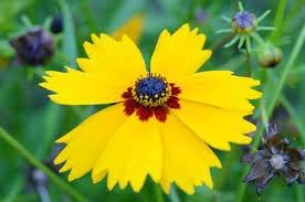 Flower Seeds, Seeds,Seeds For Planting,Plant Seeds