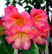 Flower Seeds, Seeds,Seeds For Planting,Plant Seeds
